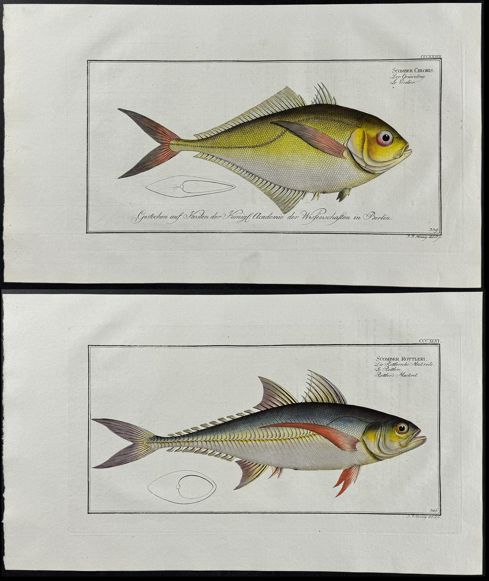 Bloch, Folio - 3 Mackrel Engravings (1 of 4)