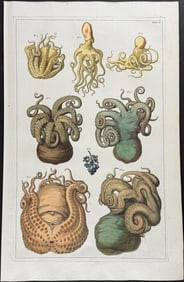 Seba - Octopus. 2