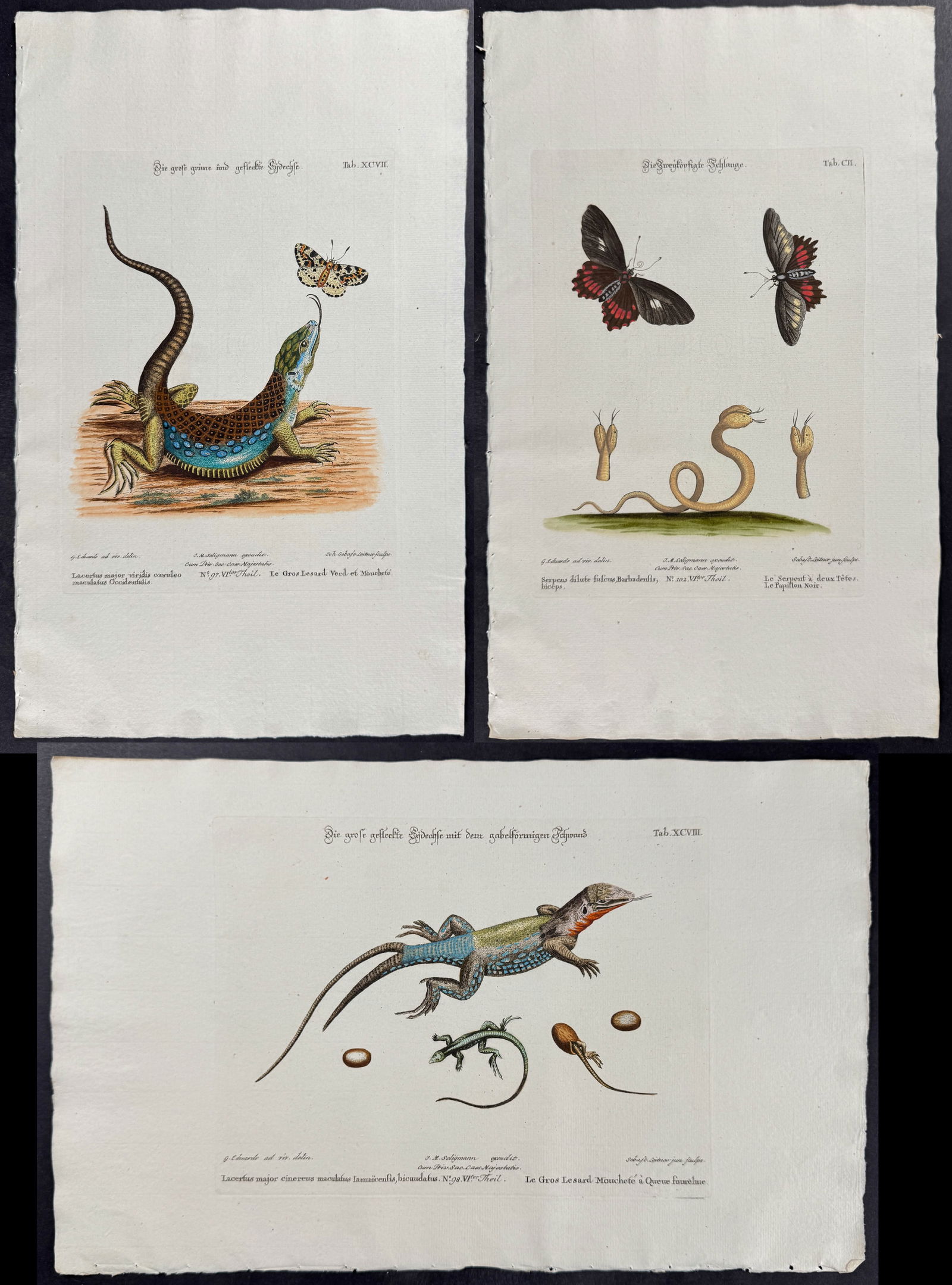 Seligmann after Edwards - 3 Engravings with Lizard, Snake, Butterfly: Johann Seligmann created this wonderful folio work featuring the art of both George Edwards and Mark Catesby. Entitled Sammlung verschiedener auslandischer und seltener Vogel, the rare work features b