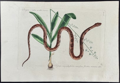 Catesby - Corn Snake with Bahaman Orchid. 2-55