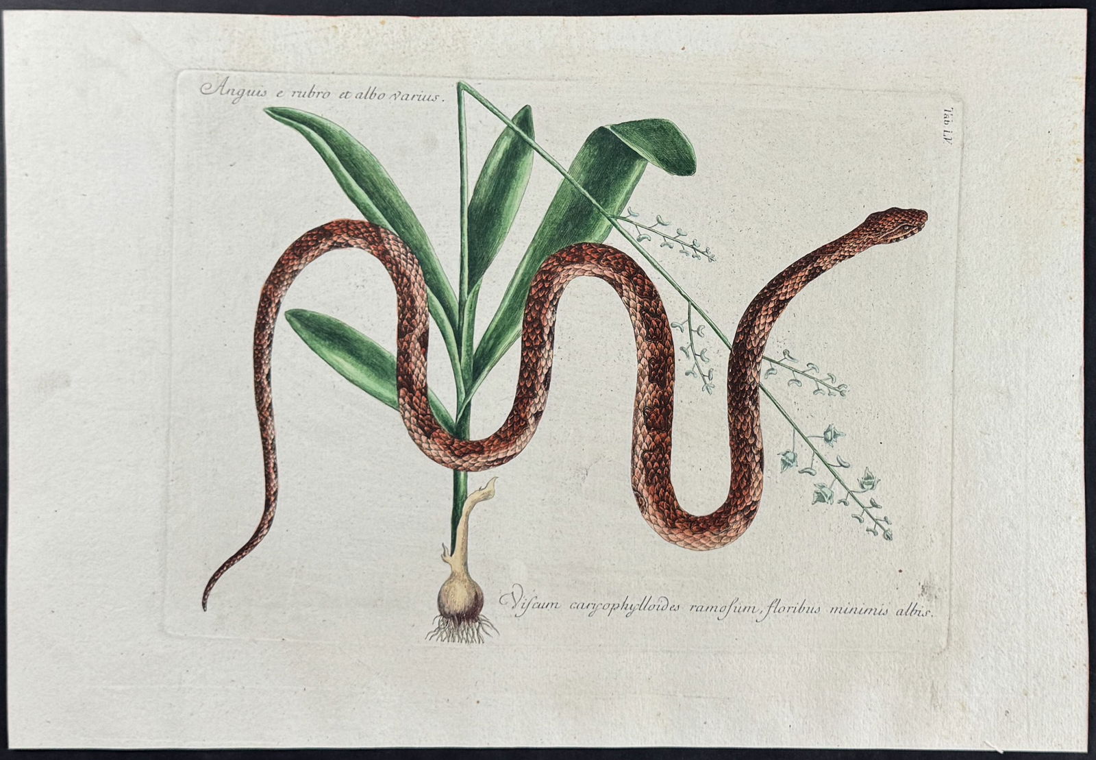 Catesby - Corn Snake with Bahaman Orchid. 2-55: This stunning, originally hand-colored engraving is from Mark Catesby's Piscium Serpentum Insectorum aliorumque nonnullorum animalium nec non plantarum quarundam imagines quas Marcus Catesby in poster