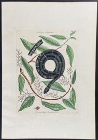 Catesby - Chain Snake with Climbing Hydrangea. 2-52