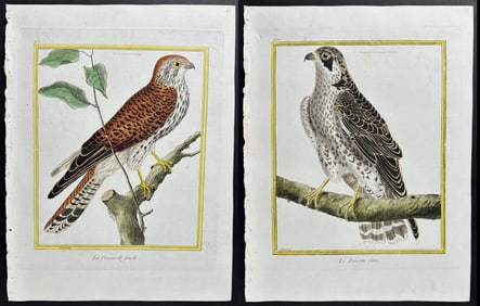 Martinet & Buffon - 4 Bird of Prey Engravings (Kestrel, Falcon)