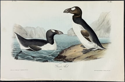 Audubon - Great Auk (Extinct). 465