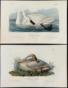 Audubon - Pair of Trumpeter Swan Lithographs