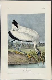 Audubon - Wood Ibis. 261