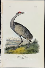 Audubon - Whooping Crane (Sandhill Crane). 314