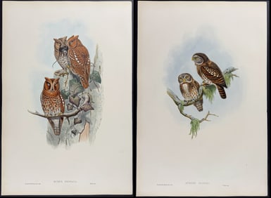 Gould - Pair of Owl Lithographs