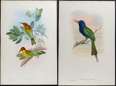 Gould - Pair of Bee-Eater Lithographs