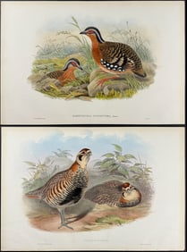 Gould - 4 Partridge Lithographs