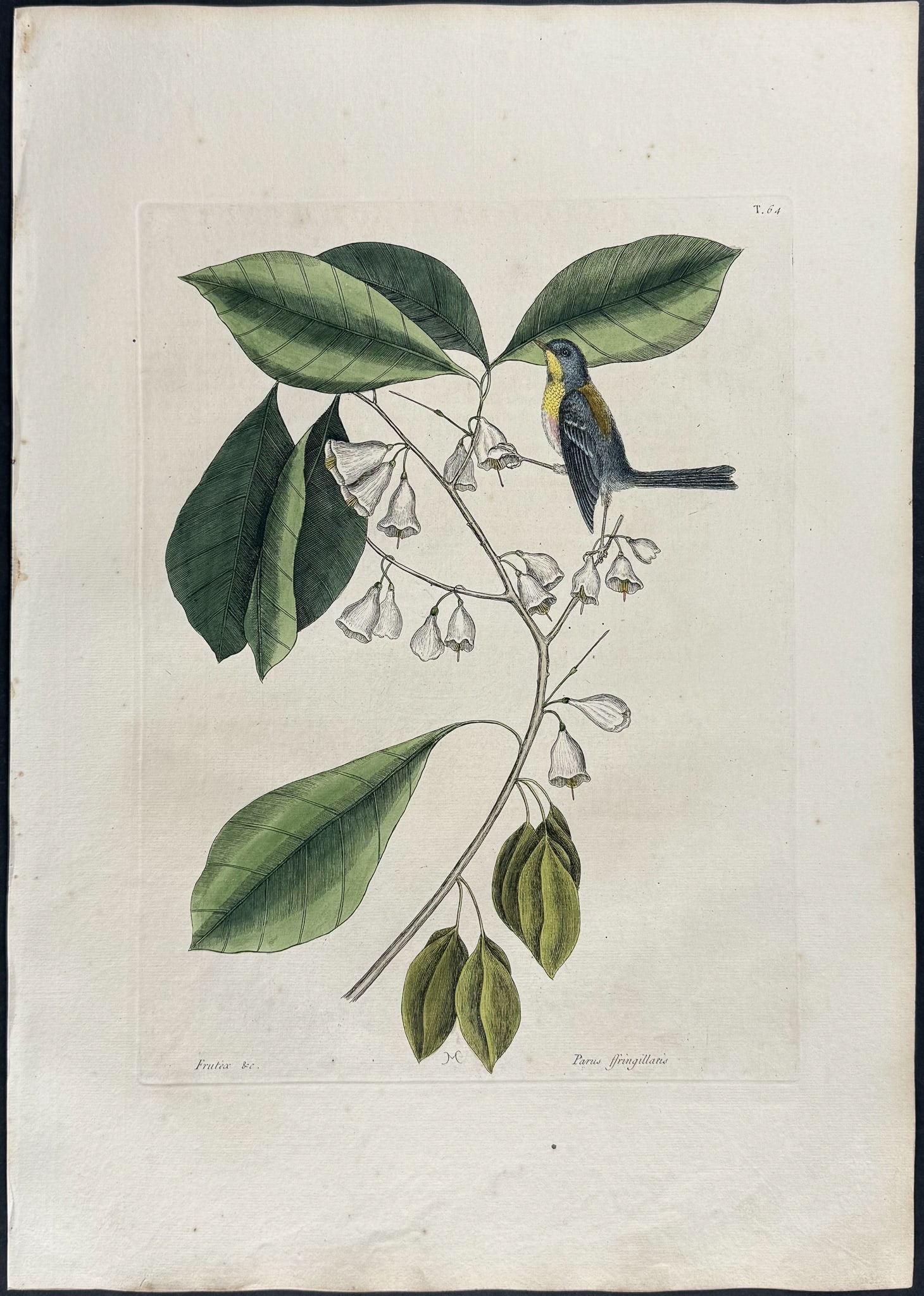 Catesby, First Ed - Finch Creeper. 1-64: We are pleased to offer this folio engraving from Mark Catesby?s The Natural History of Carolina, Florida and the Bahama Islands: Containing the Figures of Birds, Beasts, Fishes, Serpents, Insects, an