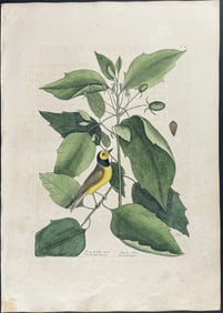 Catesby, First Ed - Hooded Titmouse with Water Tupelo. 1-60