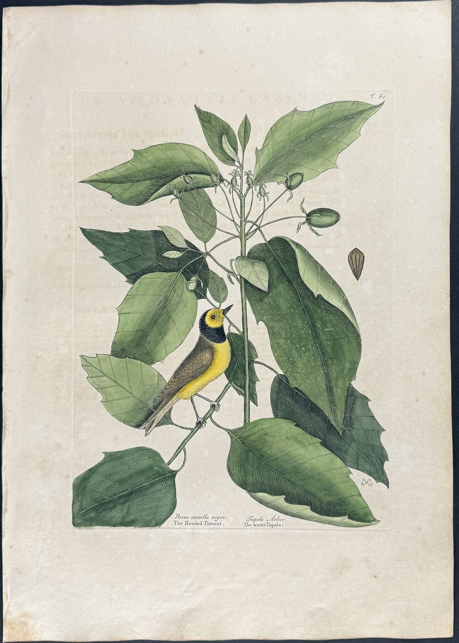 Catesby, First Ed - Hooded Titmouse with Water Tupelo. 1-60: We are pleased to offer this folio engraving from Mark Catesby?s The Natural History of Carolina, Florida and the Bahama Islands: Containing the Figures of Birds, Beasts, Fishes, Serpents, Insects, an