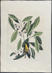 Catesby, First Ed - Yellow Titmouse with Red Bay. 1-63