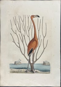 Catesby, First Ed - Flamingo with Coral. 1-73