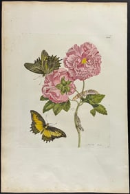 Merian, Folio - Cotton Rose Mallow with Queen Swallowtail Butterfly Metamorphosis. 31