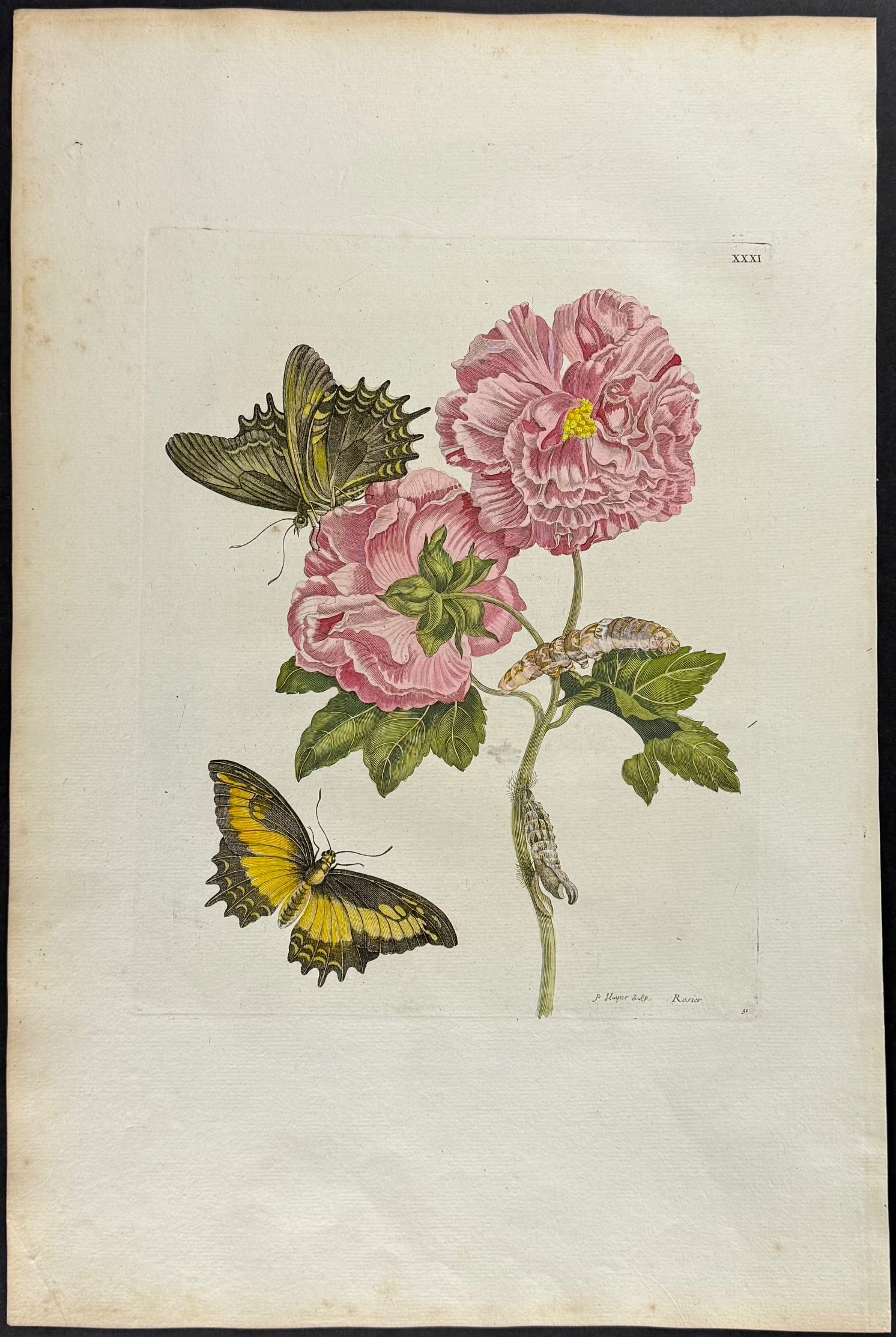 Merian, Folio - Cotton Rose Mallow with Queen Swallowtail Butterfly Metamorphosis. 31 (1 of 1)
