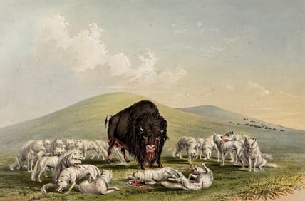 Catlin, Folio - Buffalo Hunt, White Wolves attacking a Buffalo Bull. 10