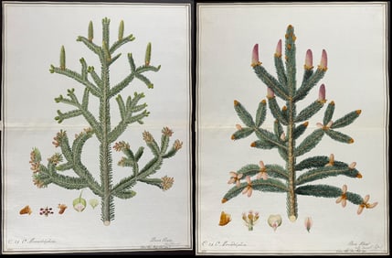 Pair of Original Watercolors of Pine & Spruce after Ledl for Pallas & Oeder (according to Linnaeus