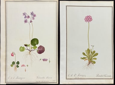 4 Original Watercolors of Botanicals after Nebl, Ledl, Ledelmaier for Oeder, Jacquin (according to
