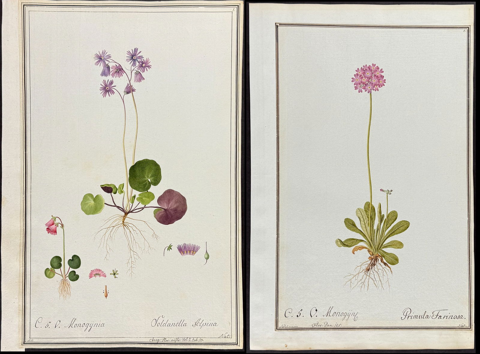 4 Original Watercolors of Botanicals after Nebl, Ledl, Ledelmaier for Oeder, Jacquin (according to (1 of 5)