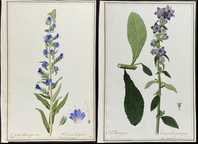 4 Original Watercolors of Echium & Campanula after Ledel for Jacquin, Oeder (according to Linnaeus