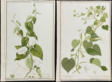3 Original Watercolors of Bindweed (Convolvulus) after Ledel, Brunner for Curtis, Dillen (according