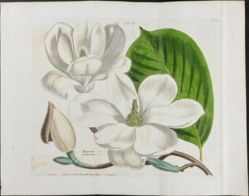 Curtis - Magnolia [Magnolia conspicua]. 1621
