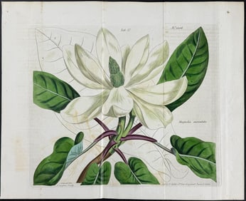 Curtis - Magnolia [Magnolia auriculta]. 1206