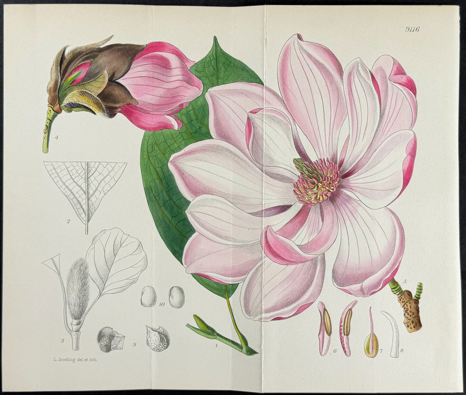 Curtis - Magnolia [Magnolia Sprengeri Diva]. 9116 (1 of 1)