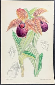 Curtis - Orchid [Cypripedium Tibeticum]. 8070