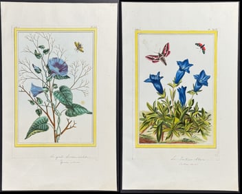 Buchoz - 4 Botanical & Insect Engravings