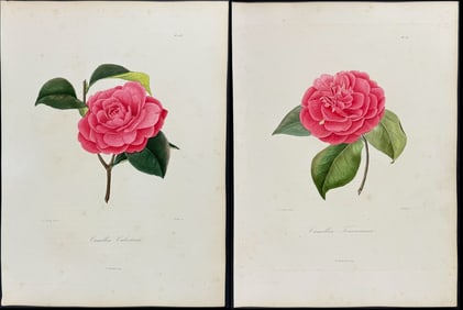 Berlese - 6 Camellia Engravings