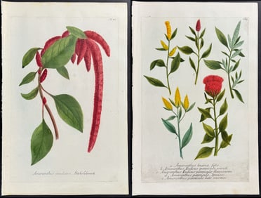 Weinmann - 5 Amaranthus Engravings
