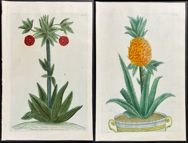 Weinmann - Pair of Pineapple Engravings