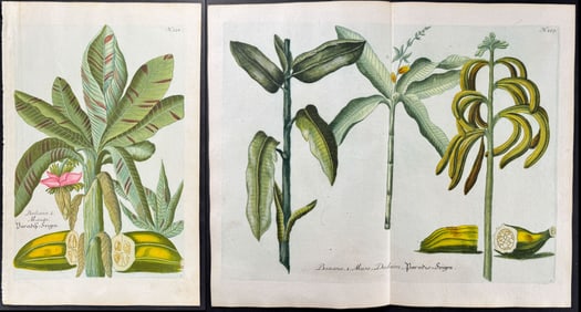 Weinmann - 3 Banana Engravings