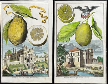 Volckamer - 4 Lemon or Citrus Engravings