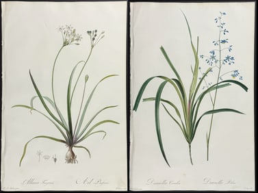 Redoute, Folio - 4 Botanical Engravings