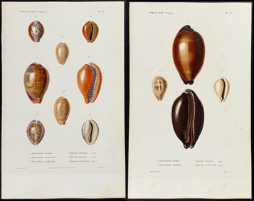 Kiener - 6 Shell Engravings