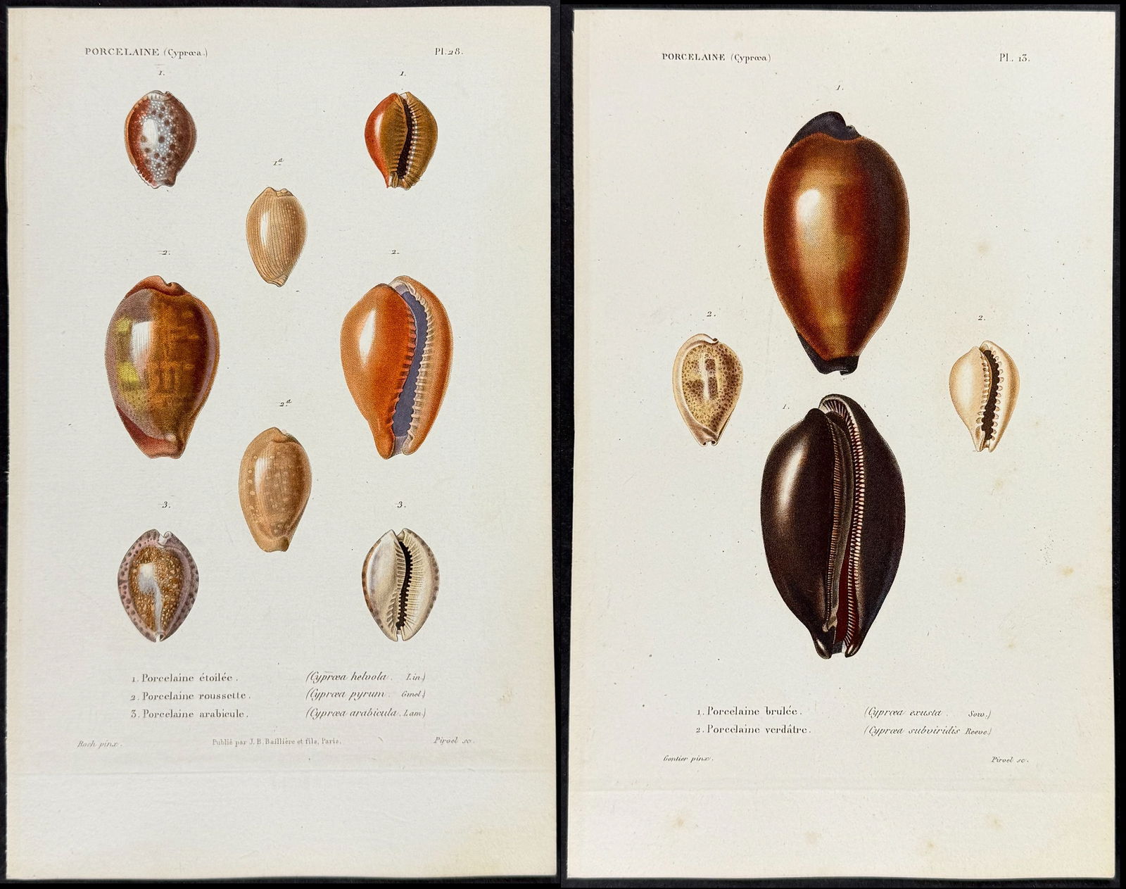 Kiener - 6 Shell Engravings (1 of 7)