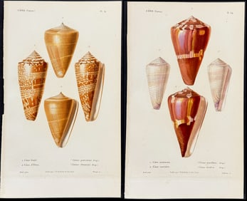 Kiener - 6 Cone Shell Engravings