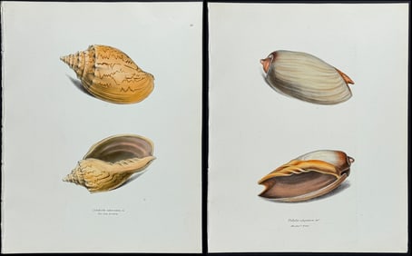 Swainson - 6 Shell Lithographs