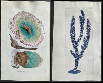 Shaw & Nodder, On Vellum - 7 Sea Life Engravings