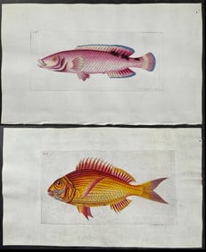 Shaw & Nodder, On Vellum - 4 Fish Engravings