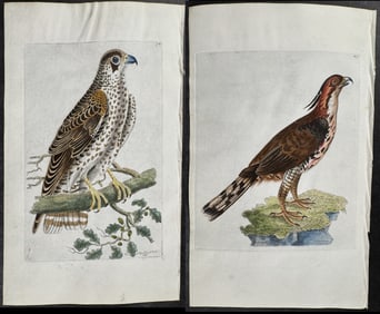 Shaw & Nodder, On Vellum - 4 Bird of Prey Engravings