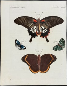 Bertuch - Butterflies. 67
