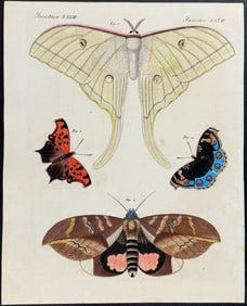 Bertuch - Luna Moth, Moth, Butterfleis. 62