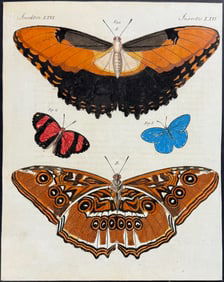Bertuch - Butterflies. 66