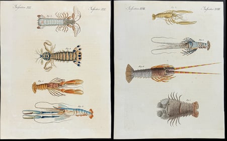 Bertuch - Pair of Crustacean Engravings (Shrimp, Lobster)