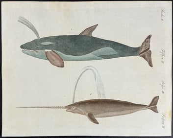 Bertuch - Whale, Narwhal. 2